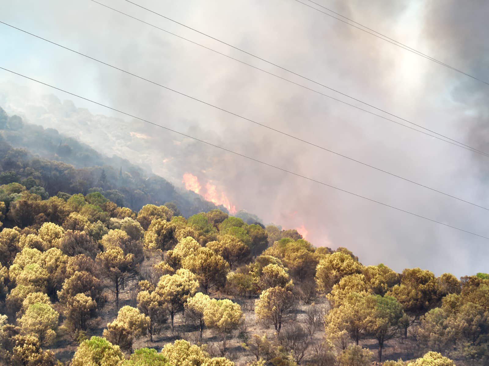 Armutlu-Gemlik Orman Yangını Kontrol Altına Alındı! 227 Personel ve 5 Helikopterle Dev Müdahale 5 Armutlu-Gemlik Orman Yangını Kontrol Altına Alındı! 227 Personel ve 5 Helikopterle Dev Müdahale