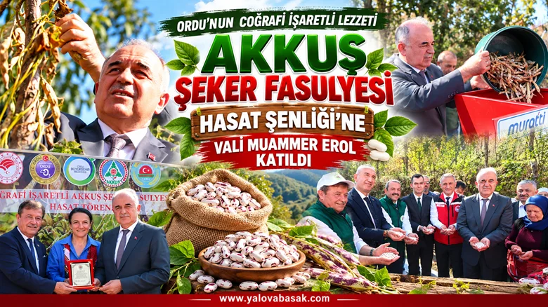 Vali Muammer Erol, Akkuş Şeker Fasulyesi Hasat Şenliği’ne Katıldı: Üretimde Hedef Daha Büyük Rekolte