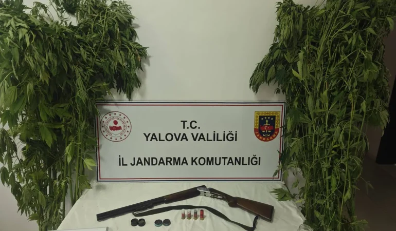 Çiftlikköy'de Seraya Uyuşturucu Operasyonu: 46 Kök Kenevir Ele Geçirildi 6 Çiftlikköy'de Seraya Uyuşturucu Operasyonu: 46 Kök Kenevir Ele Geçirildi