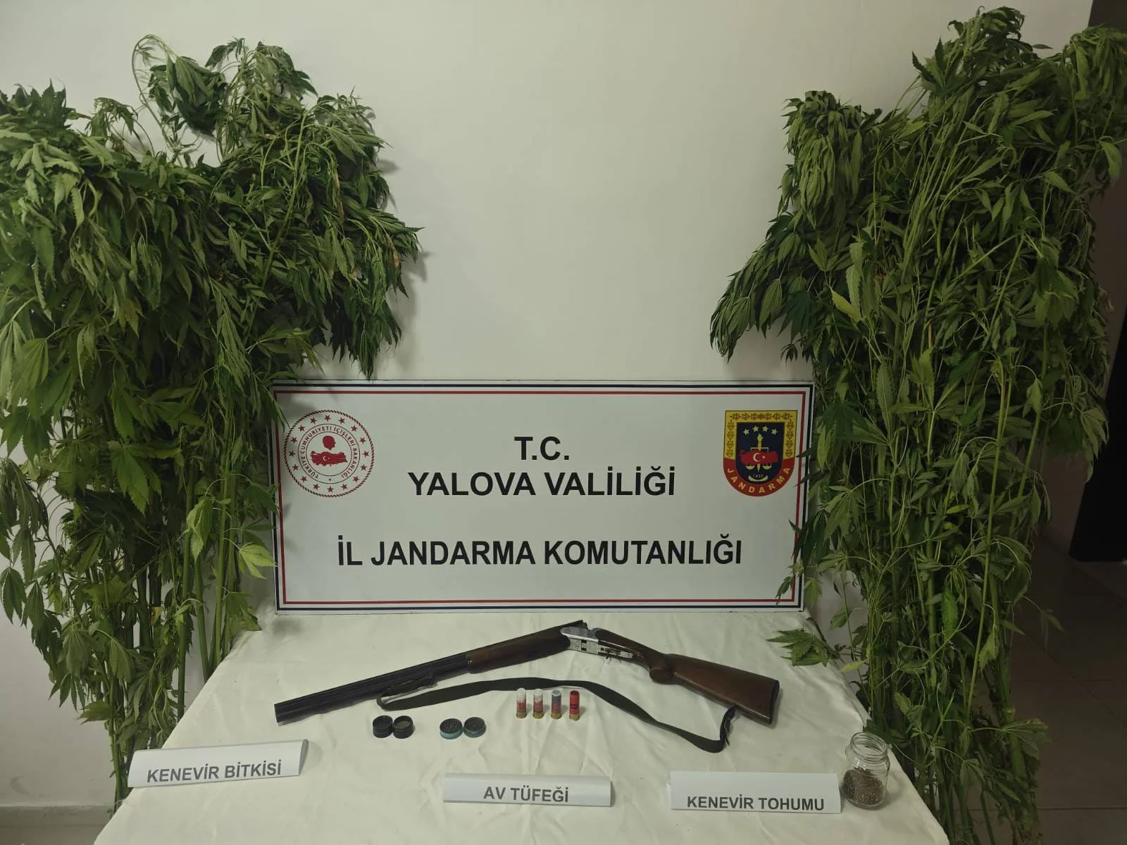 Çiftlikköy'de Seraya Uyuşturucu Operasyonu: 46 Kök Kenevir Ele Geçirildi