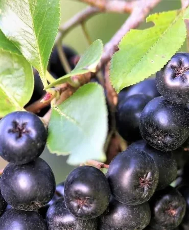 Yalova Meyve Suyu Üretim Tesisi Kapasitesini Üçe Katlıyor: Aronya Üreticisine Büyük Destek 3 Yalova Meyve Suyu Üretim Tesisi Kapasitesini Üçe Katlıyor: Aronya Üreticisine Büyük Destek