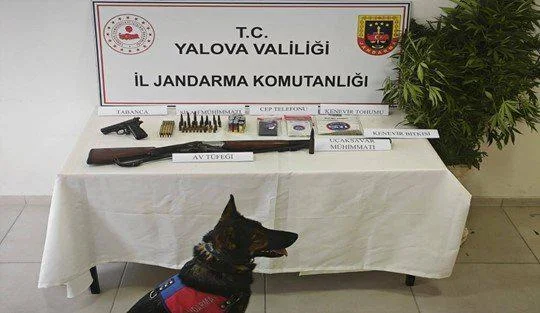 Yalova’da Uyuşturucu Operasyonu: Kenevir Bitkileri, Ruhsatsız Silahlar ve Mühimmat Ele Geçirildi
