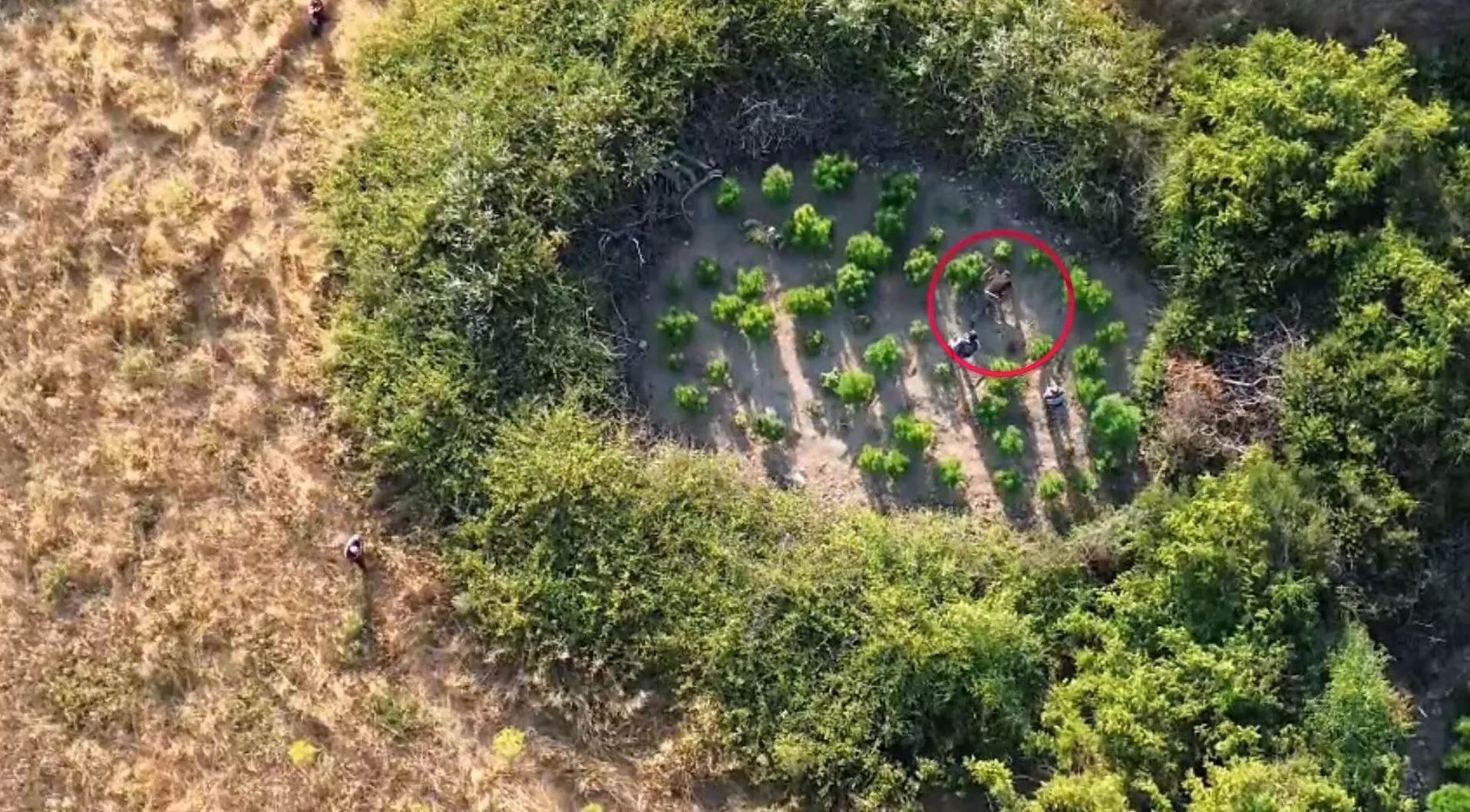 Jandarmadan 28 İlde Nefes Kesen Operasyon: Milyonlarca Kök Kenevir İmha Edildi 4 Jandarmadan 28 İlde Nefes Kesen Operasyon: Milyonlarca Kök Kenevir İmha Edildi
